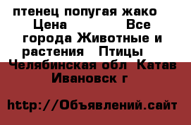 птенец попугая жако  › Цена ­ 60 000 - Все города Животные и растения » Птицы   . Челябинская обл.,Катав-Ивановск г.